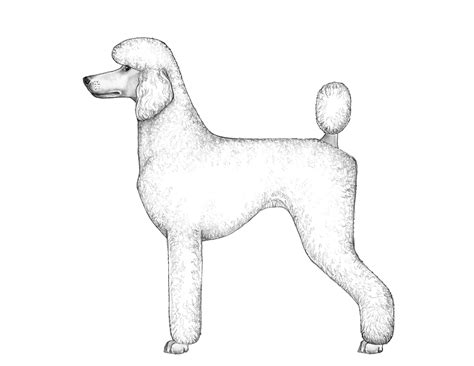 Toy Poodle Breed Standard Uk Wow Blog