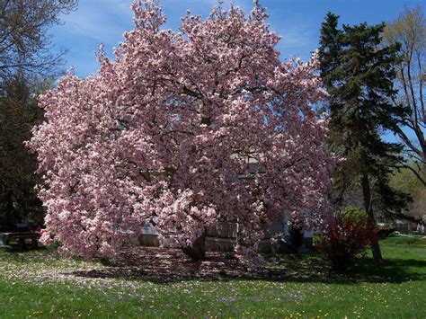 How to Grow: Magnolia- Growing and Caring for Magnolia Trees