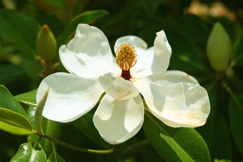 Daylilies bloom from spring to fall. Southern Magnolia - Statewide South Carolina SC