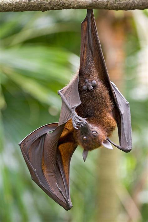 Flying Fox Size Diet And Facts Britannica