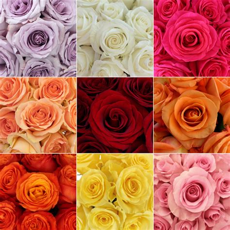Bulk Wholesale Roses 200 Stems Fiftyflowers