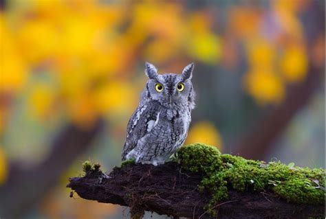 What Animals Dig Holes In Your Backyard - Holes in the Lawn