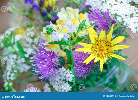 Beautiful Meadow Flowers Stock Image Image Of Green 67001595