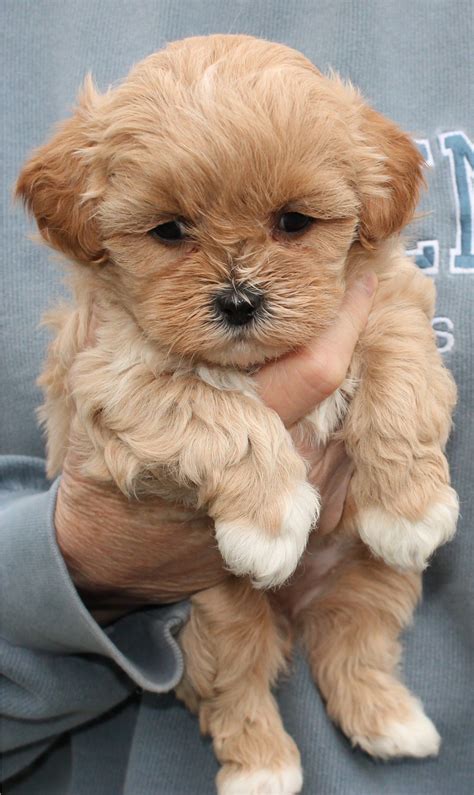 Shihpoo puppy haircut | Cute baby animals, Shih poo puppies, Cute puppies