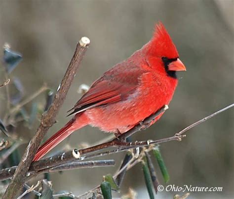 Northern Cardinal Cardinalis Cardinalis Male ©nw Ohio Bird Pictures
