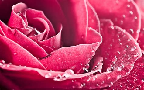 Flowers Flower Rose Water Drop Hd Wallpaper Peakpx