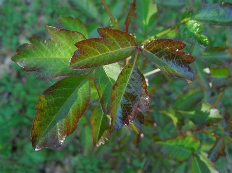 Peachy Hiker Poison Oak Information Treatment And Photos