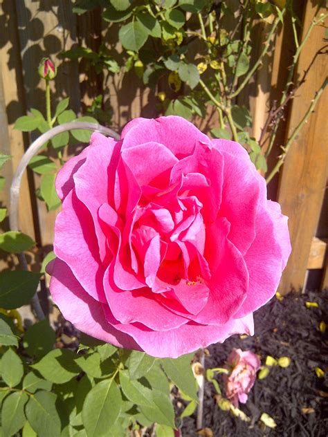 A Rose For A Rose Singh Rose Nature Plants Flowers Pink