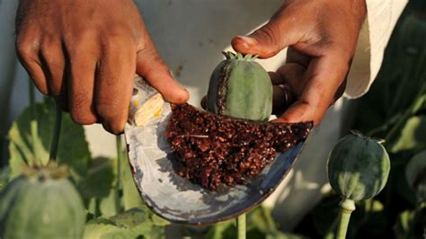 تولید تریاک در افغانستان ۱۷ درصد افزایش یافته است Bbc Persian