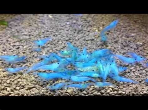 What Do I Need To Keep And Breed Blue Jelly Shrimp General