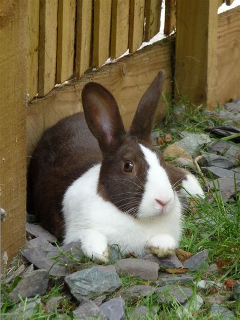 Join The Rwaf Dutch Rabbit Beautiful Rabbit Pet Bunny