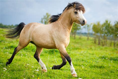Das Welsh Pony Im Rasseportrait Zooroyal Magazin