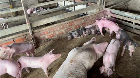 My Very Good Pig Farming Mother Pig And Piglets In Shelter My Very