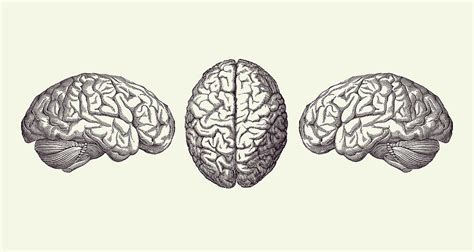 Human Brain Triple View Vintage Anatomy Print 2 Drawing By Vintage