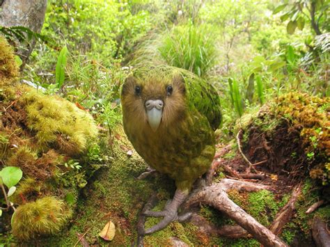 Saving The Worlds Only Flightless Parrot — Life Gone Wild