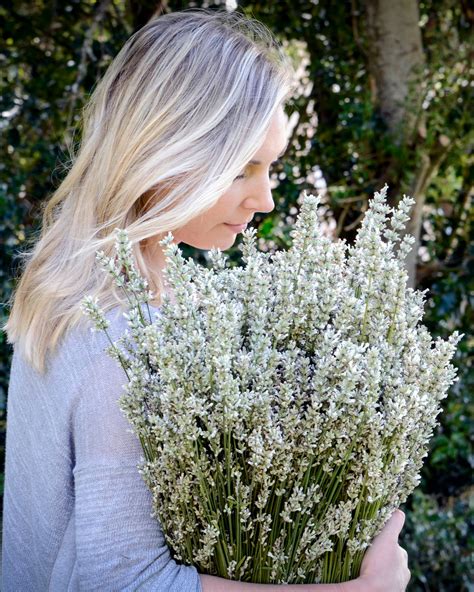 Beautiful White Lavender in 2021 | Lavender varieties, Lavender farm, Lavender garden