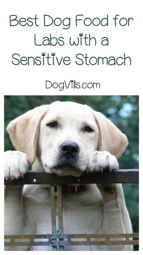 For large and giant breeds only. What is the Best Dog Food for Labs with a Sensitive Stomach?