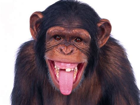 Monyet Ketawa Gila ~ Gambar Lucu Indonesia