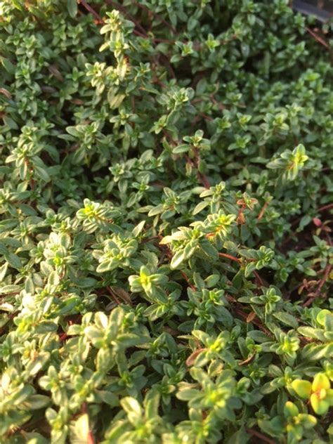 Thyme Creeping Red Rpyllum Coccineus The Culinary
