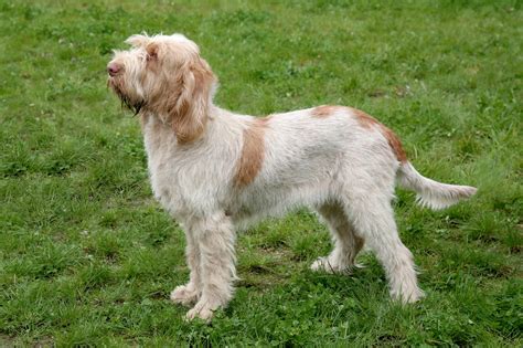 Spinone Italiano Dog Breed Pictures Characteristics And Facts