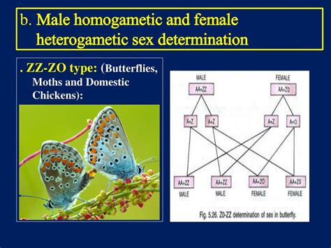 Types Of Sex Determination — Lesson Science Cbse Class 10