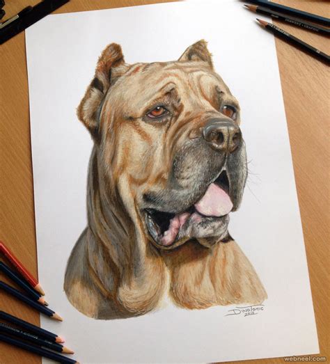 A little sketch of a puppy. Dog Color Pencil Drawing By Dinotomic 2
