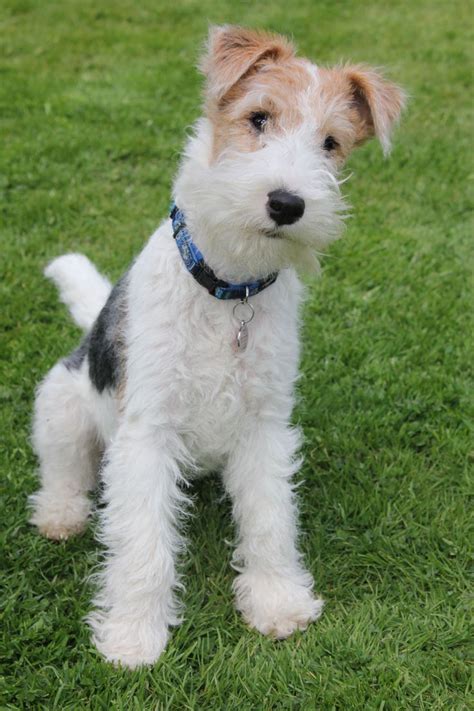 The Best Toys For Fox Terrier Wirehaired Fox Terrier Fox Terrier
