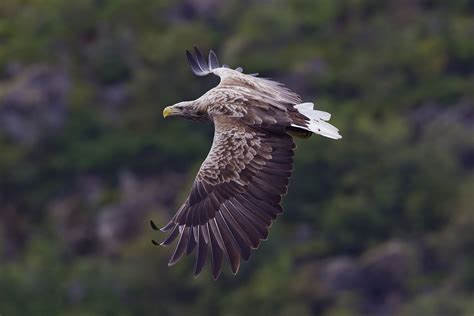 5 Mind Bogglingly Massive Eagle Species Outdoorhub
