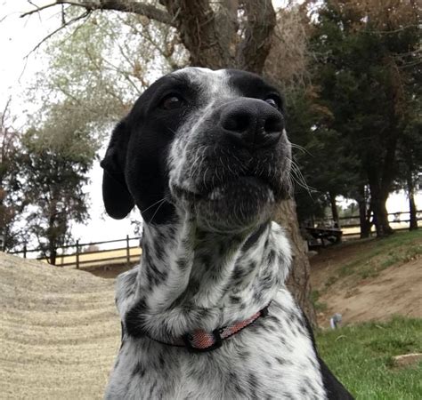 Looking for a german shorthaired pointer puppy or dog in california? German Shorthaired Pointer dog for Adoption in San Diego, CA. ADN-818519 on PuppyFinder ...