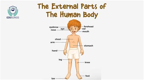 External Parts Of A Human Body Youtube