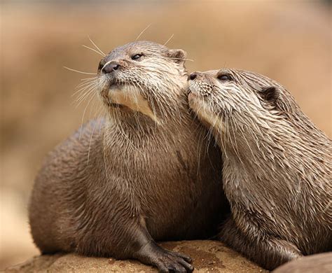 Best Otters Hugging Stock Photos Pictures And Royalty Free Images Istock