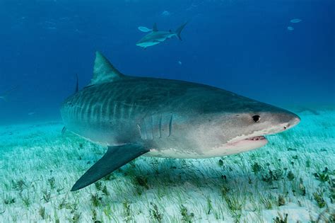 The Most Dangerous Sharks In The World Workboat