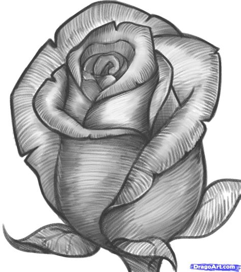 How To Draw A Rose With Pencil Shading