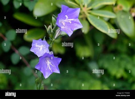 Blue Campanula Flowers Stock Photo Alamy