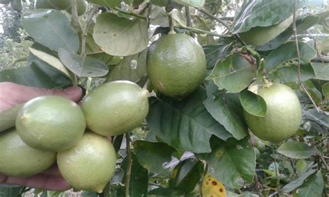 Jual Lemona Original: 3+ Stupendous Collections Of Jual ...
