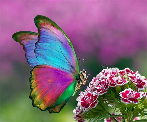 Vibrant Butterfly