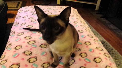 So, why are siamese cats mean? Sassy the siamese cat meowing - YouTube