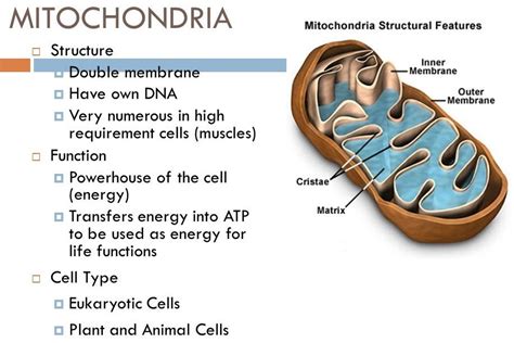 Mitochondria Mitochondria Eukaryotic Cell Muscle Function