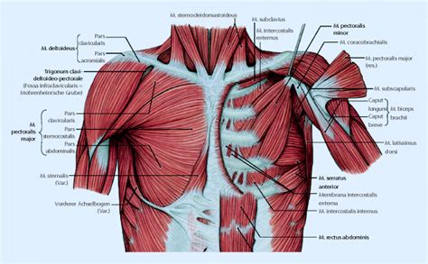 Anatomie Der Brustwand Und Der Pleura Springerlink