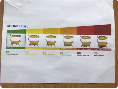 Chonk Chart Cat
