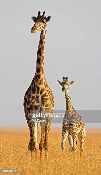 Baby Giraffe Walking Photos And Premium High Res Pictures Getty Images