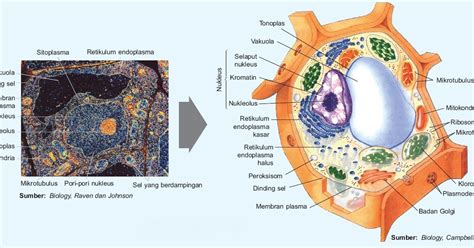 Sel Hewan dan Sel Tumbuhan - Gambar dan Fungsi