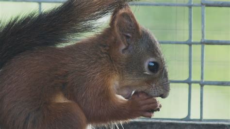 Red Squirrel Eating Nut Image Free Stock Photo Public Domain Photo