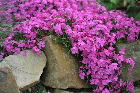 What To Do With Creeping Phlox After They Bloom Spring Phlox Care