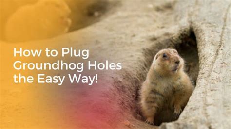 How To Plug Groundhog Holes The Easy Way Rodents Info
