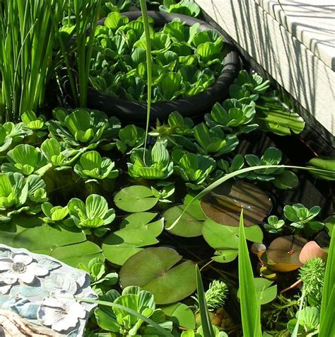 We supply small, medium & large flower plug plants, plus larger potted plants, all delivered to your door. Appletree landscaping & garden center | Liboks