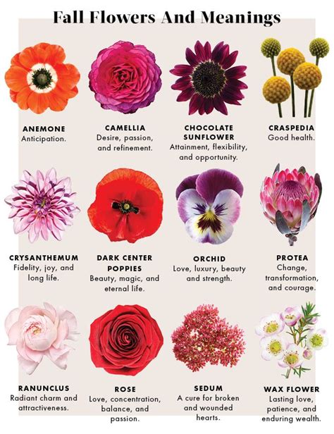 Learn The Meanings Of Fall Flowers Flowers Fall Flowers Flower Meanings