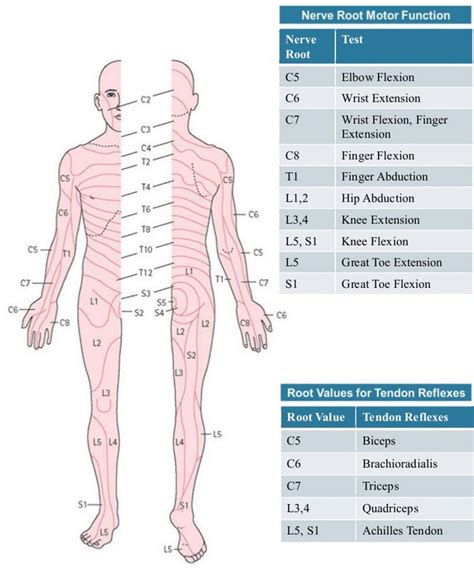 How Do Dermatomes Work Map Myotomes Vs Dermatomes Porn Sex Picture