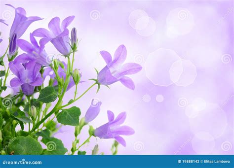 Purple Flower Background Stock Photography Image 19888142