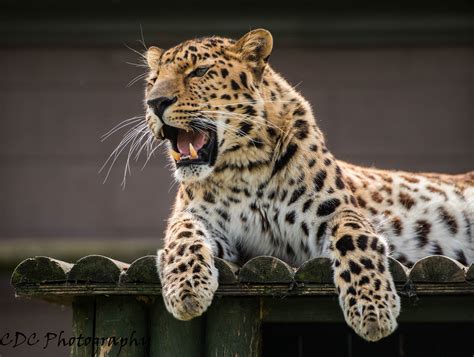 Amur Leopard Wallpapers Hd Desktop And Mobile Backgrounds